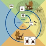 Life cycle of Lyme disease ticks